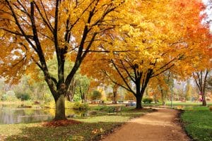midwest nature background with park view.beautiful autumn landscape with colorful trees around the pond and bench in a city park.kids playground in a background.lakeview park middleton madison area.